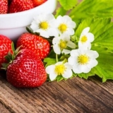 Tada je bolje posaditi jagode u jesen